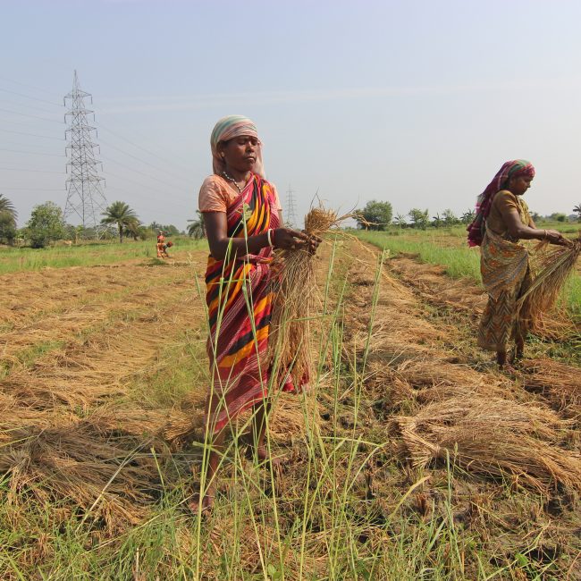 Groundbreaking Study Highlights the Superiority of Natural Farming