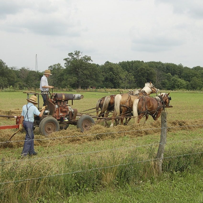 amish, farming, horse-drawn