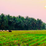 Albert Howard and the Roots of Organic Farming: Lessons for Sustainable Agriculture