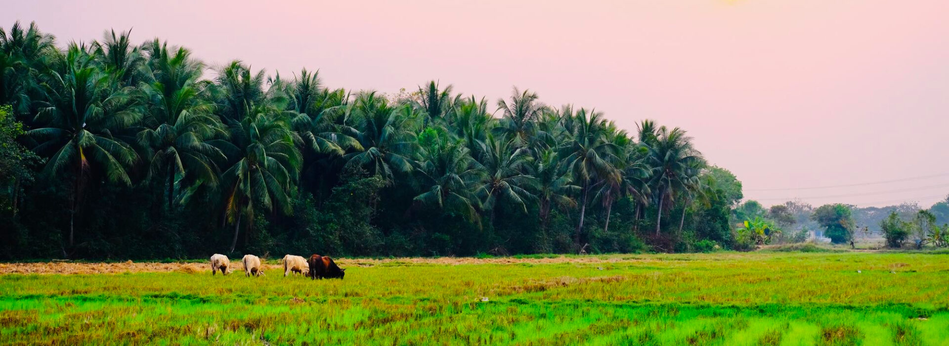 Albert Howard and the Roots of Organic Farming: Lessons for Sustainable Agriculture