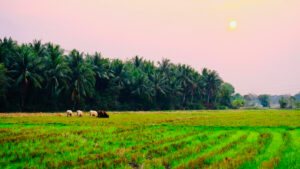 Albert Howard and the Roots of Organic Farming: Lessons for Sustainable Agriculture