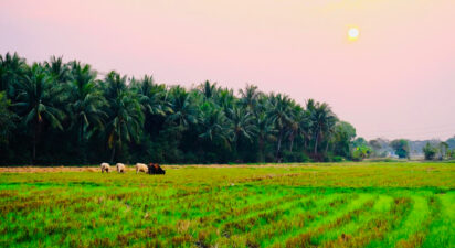 Albert Howard and the Roots of Organic Farming: Lessons for Sustainable Agriculture