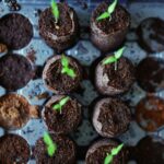 Understanding the Differences: GMO, Hybrid, Organic, and Heirloom Seeds