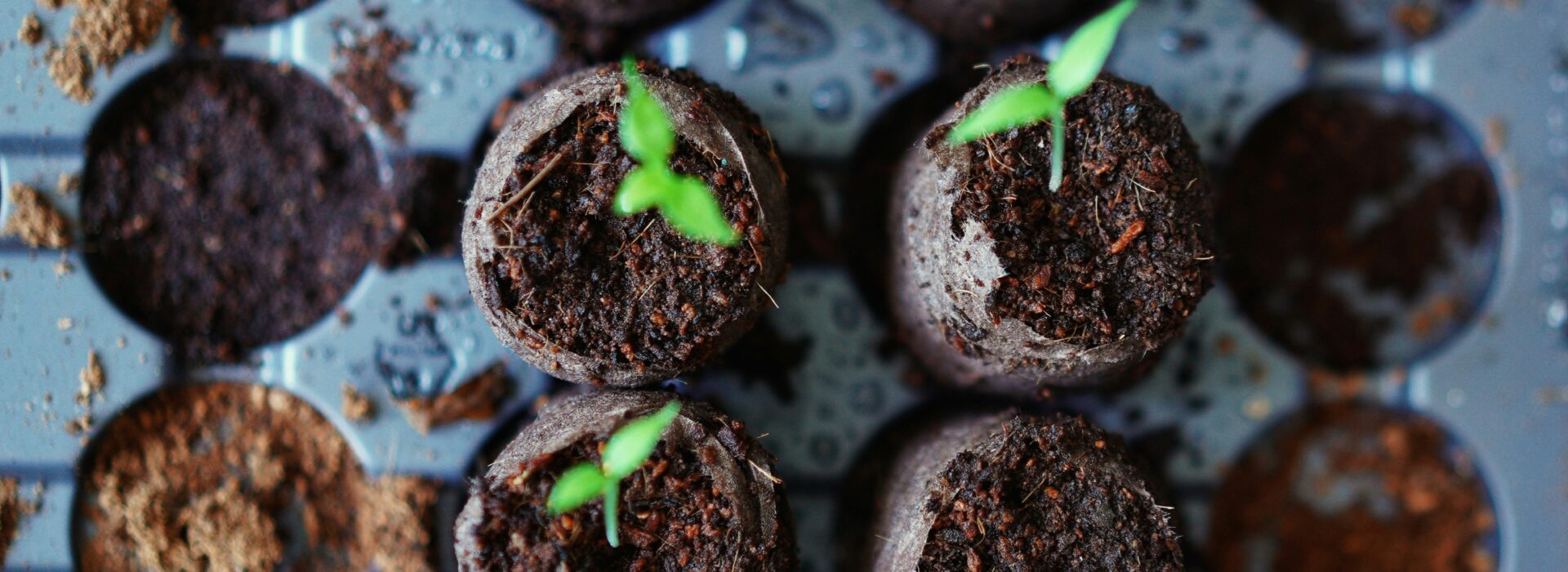 Understanding the Differences: GMO, Hybrid, Organic, and Heirloom Seeds