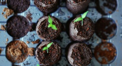 Understanding the Differences: GMO, Hybrid, Organic, and Heirloom Seeds