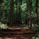 Reconnecting with Nature: Addressing the Environmental Crisis Rooted in Industrialization and Materialism