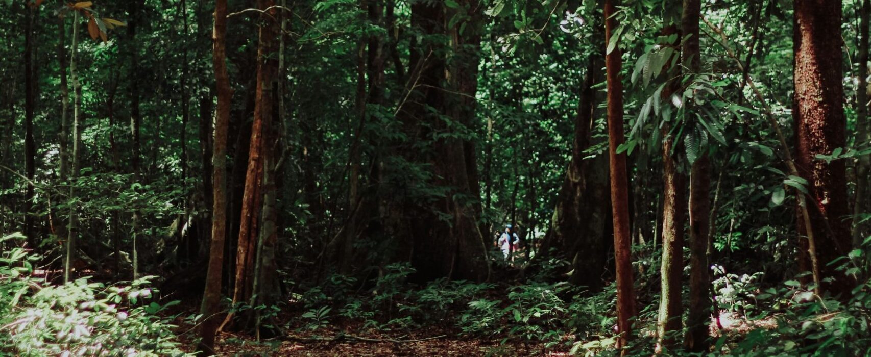 Reconnecting with Nature: Addressing the Environmental Crisis Rooted in Industrialization and Materialism