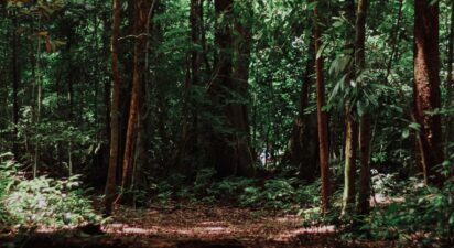 Reconnecting with Nature: Addressing the Environmental Crisis Rooted in Industrialization and Materialism