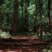 Reconnecting with Nature: Addressing the Environmental Crisis Rooted in Industrialization and Materialism