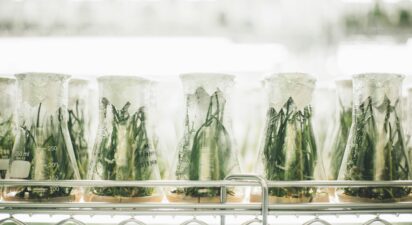 Breaking it Down: GMO vs. Hybrid Seeds – What You Need to Know