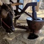 Rediscovering Tradition: The Advantages of Wood Pressed Oil Over Industrial Refined Cooking Oil