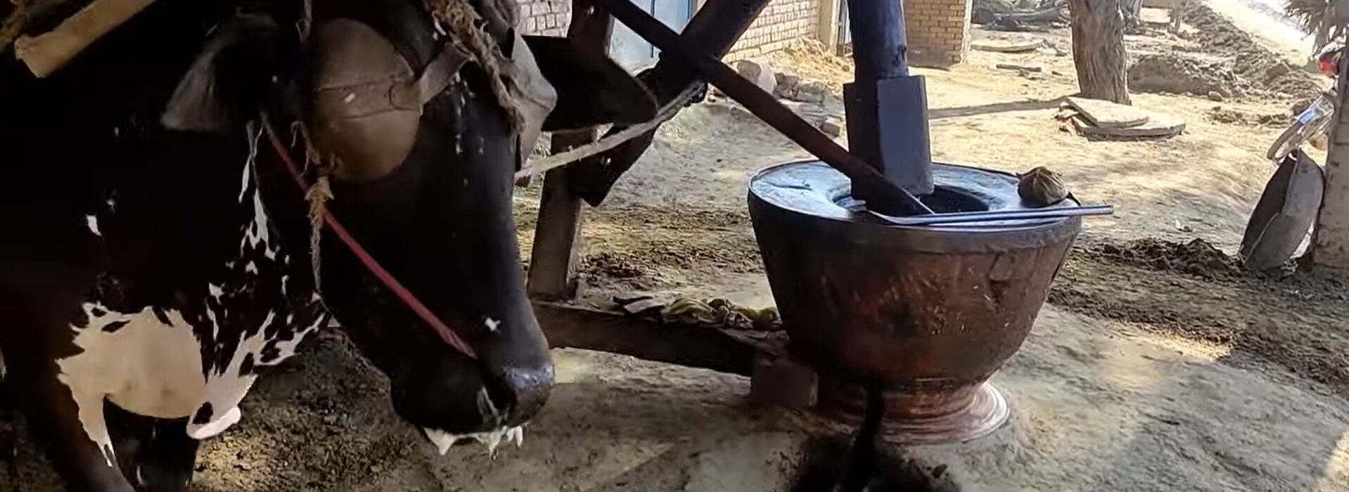 Rediscovering Tradition: The Advantages of Wood Pressed Oil Over Industrial Refined Cooking Oil