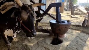 Rediscovering Tradition: The Advantages of Wood Pressed Oil Over Industrial Refined Cooking Oil