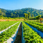 Basics of Organic Farming: A Quick Guide