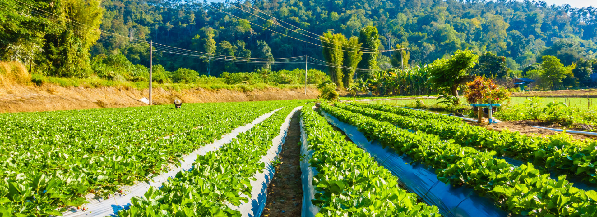 Basics of Organic Farming: A Quick Guide