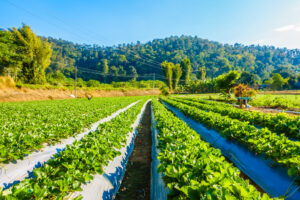 Basics of Organic Farming: A Quick Guide