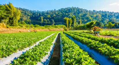 Basics of Organic Farming: A Quick Guide