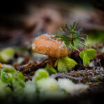 What is Permaculture?