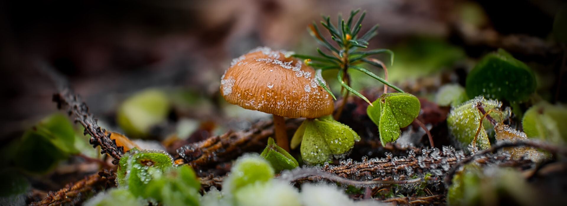 What is Permaculture?