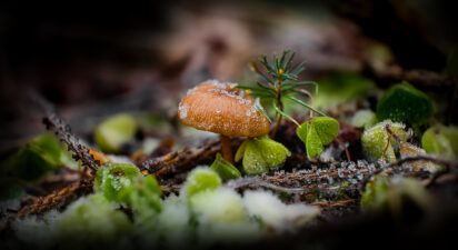 What is Permaculture?