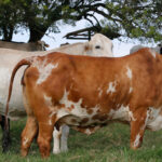 Quick Guide to Ensuring Organic Dairy Practices