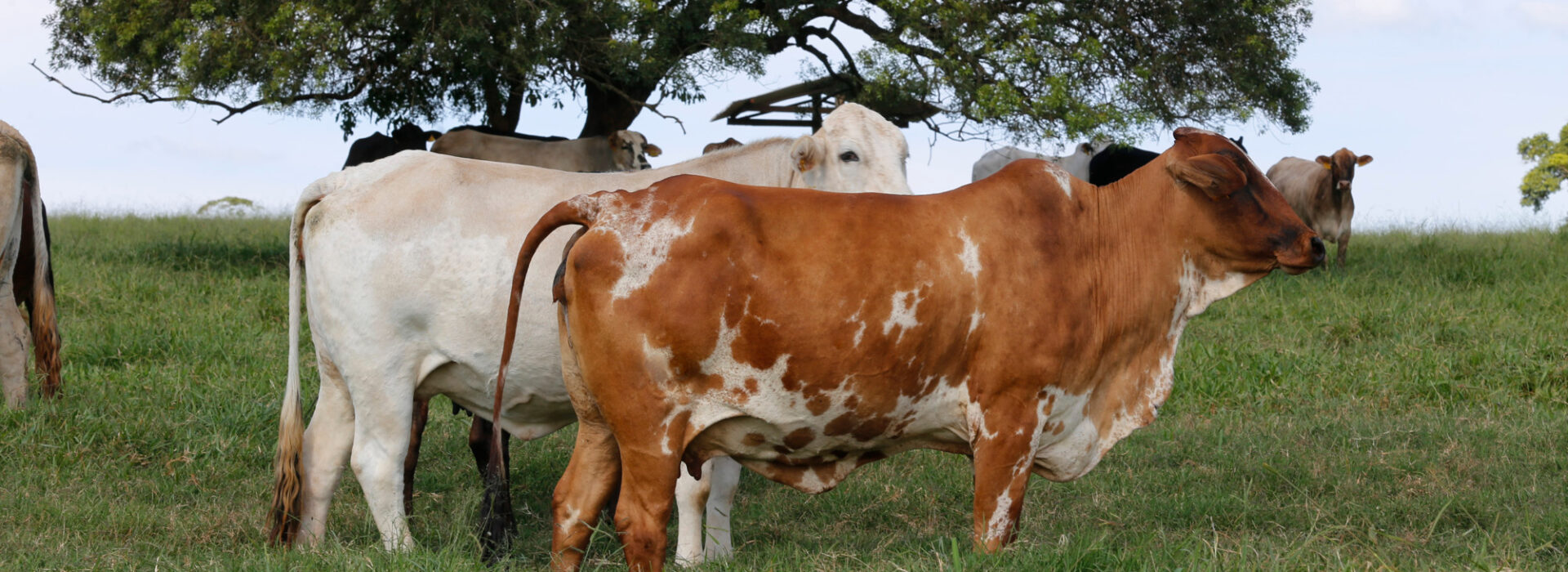 Quick Guide to Ensuring Organic Dairy Practices