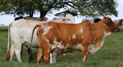 Quick Guide to Ensuring Organic Dairy Practices