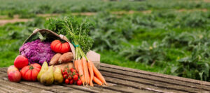 Comprehensive Guide to Organic Farming Practices