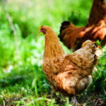 Essential Requirements for Organic Poultry Farming