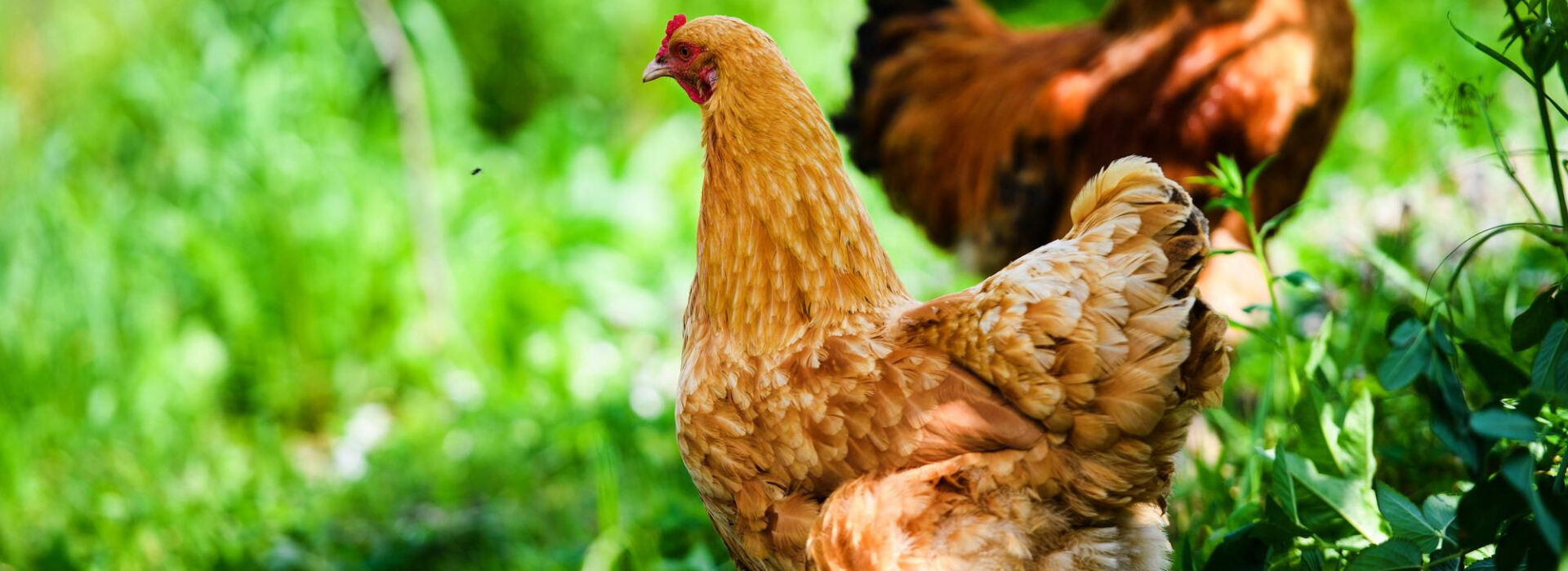 Essential Requirements for Organic Poultry Farming