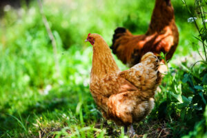 Essential Requirements for Organic Poultry Farming