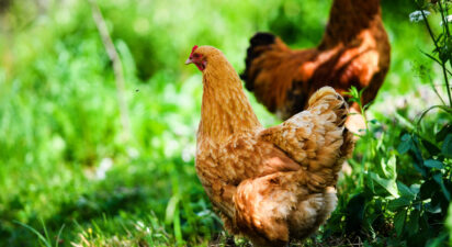 Essential Requirements for Organic Poultry Farming