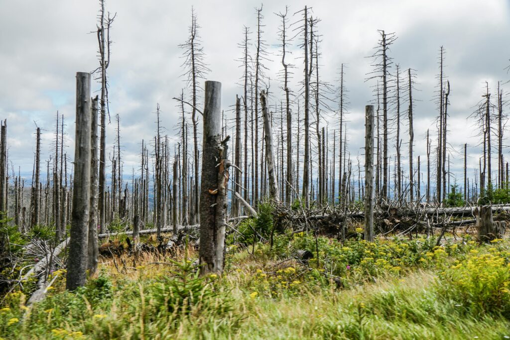 Scenic view of burnt forest landscape