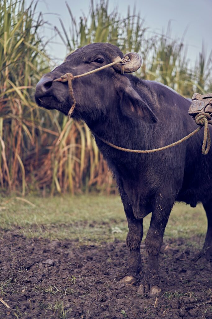 A male buffalo(also called Jhota locally) standing on a farm