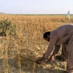 Stop Selling, Start Planting: The Case for Holding On to Ancestral Land