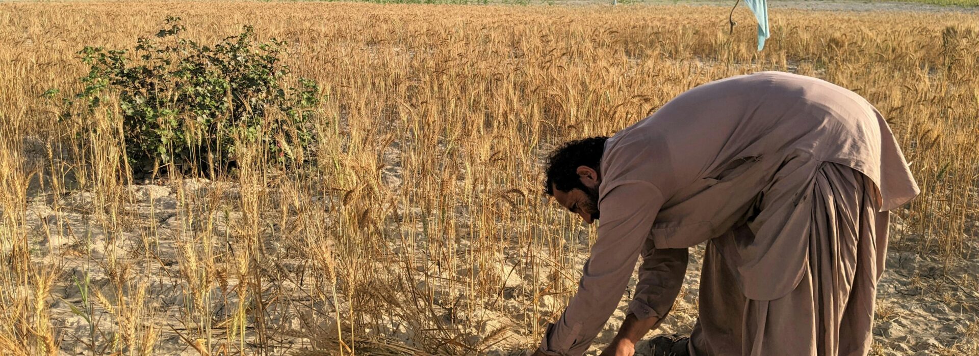 Stop Selling, Start Planting: The Case for Holding On to Ancestral Land