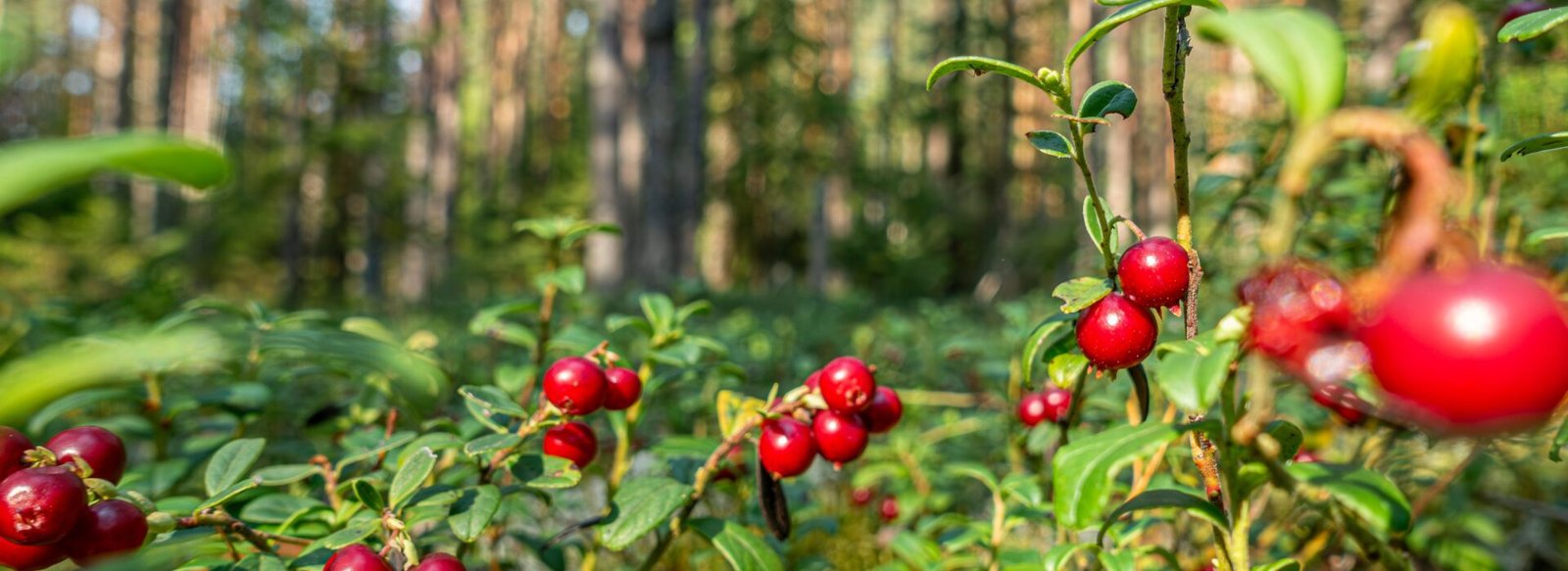 Two Paths to the Future of Food and Farming