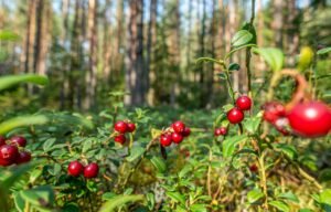 Two Paths to the Future of Food and Farming
