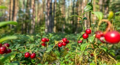 Two Paths to the Future of Food and Farming