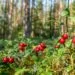 Two Paths to the Future of Food and Farming