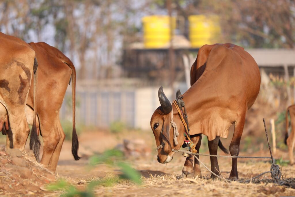 Dairy cows grazing on untreated organic pasture