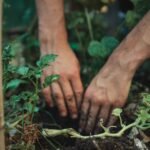 More Creatures, Healthier Crops: The Permaculture Secret Every Farmer Should Know