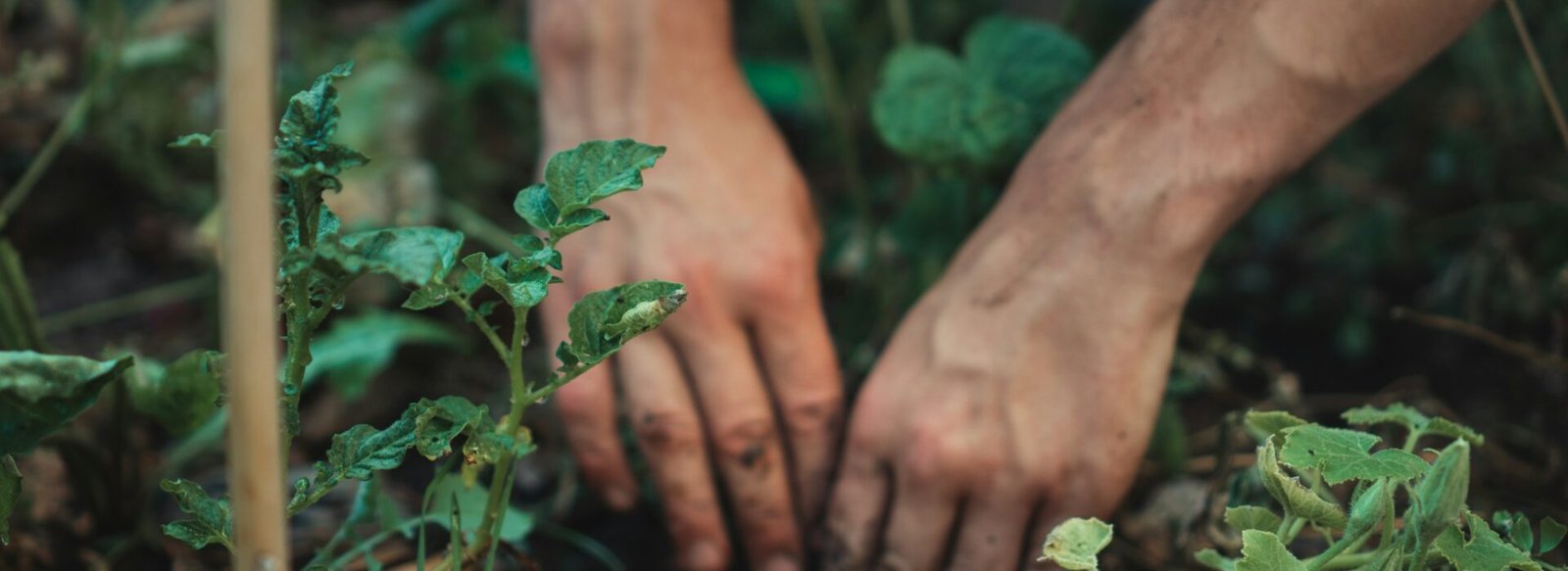 More Creatures, Healthier Crops: The Permaculture Secret Every Farmer Should Know