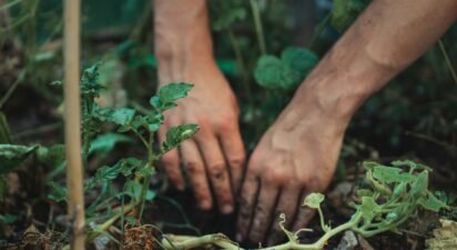 More Creatures, Healthier Crops: The Permaculture Secret Every Farmer Should Know