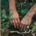 More Creatures, Healthier Crops: The Permaculture Secret Every Farmer Should Know