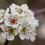 How Pesticides Wiped Out Bees in Sichuan’s Pear Orchards