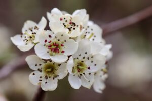 How Pesticides Wiped Out Bees in Sichuan’s Pear Orchards