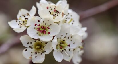 How Pesticides Wiped Out Bees in Sichuan’s Pear Orchards