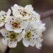 How Pesticides Wiped Out Bees in Sichuan’s Pear Orchards